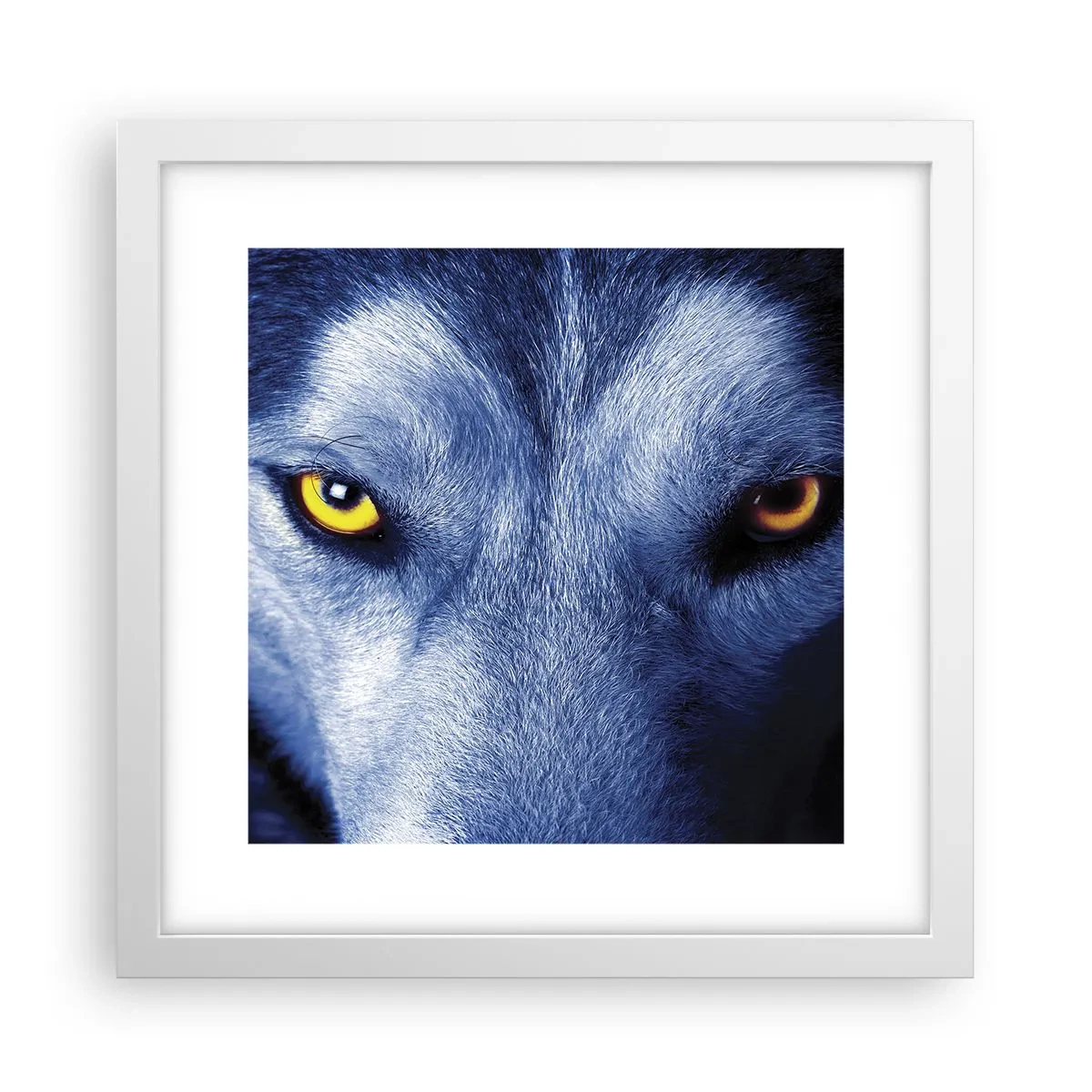 Póster en marco blanco - La mirada hipnótica - 30x30 cm