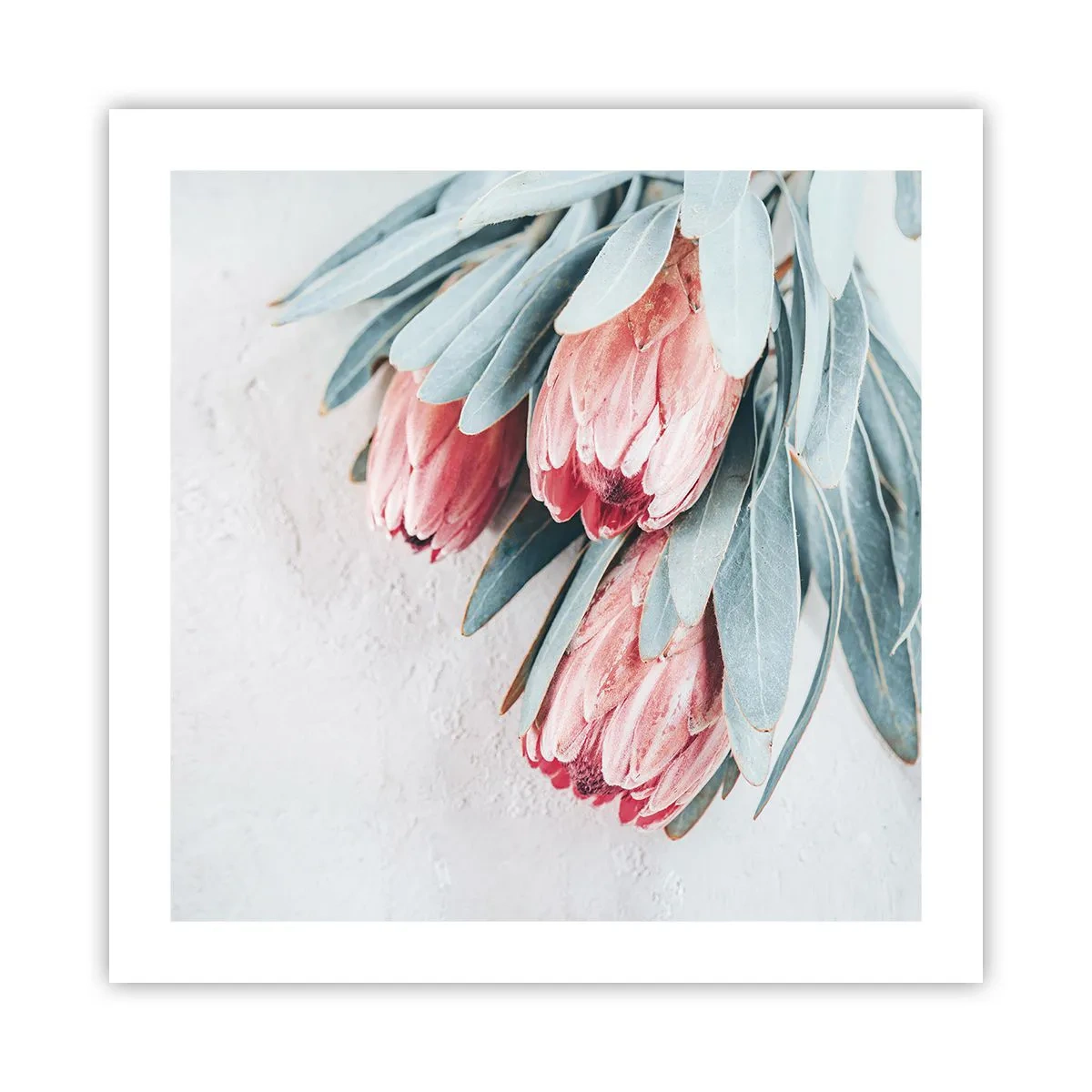 Póster - Avergonzada de su propia belleza - 50x50 cm