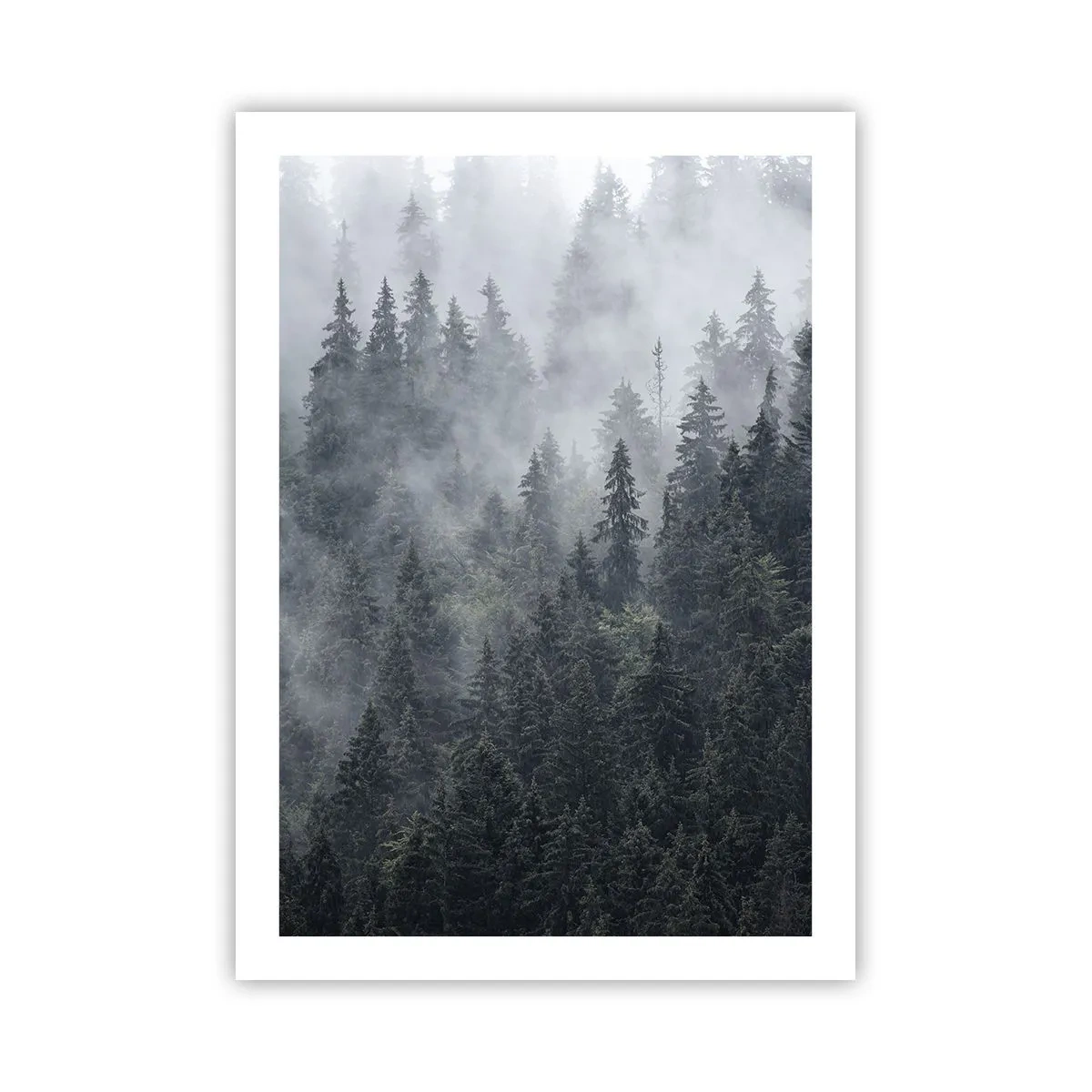 Póster - Un bosque brumoso con altos árboles de coníferas. - 50x70cm - Amanecer en el bosque - Decoración de pared moderna para salón y dormitorio ARTTOR