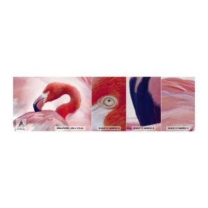 Muestra de fotomural Premium Sand - La belleza de las aves - Flamenco, Pájaro, Naturaleza - 100x30 cm