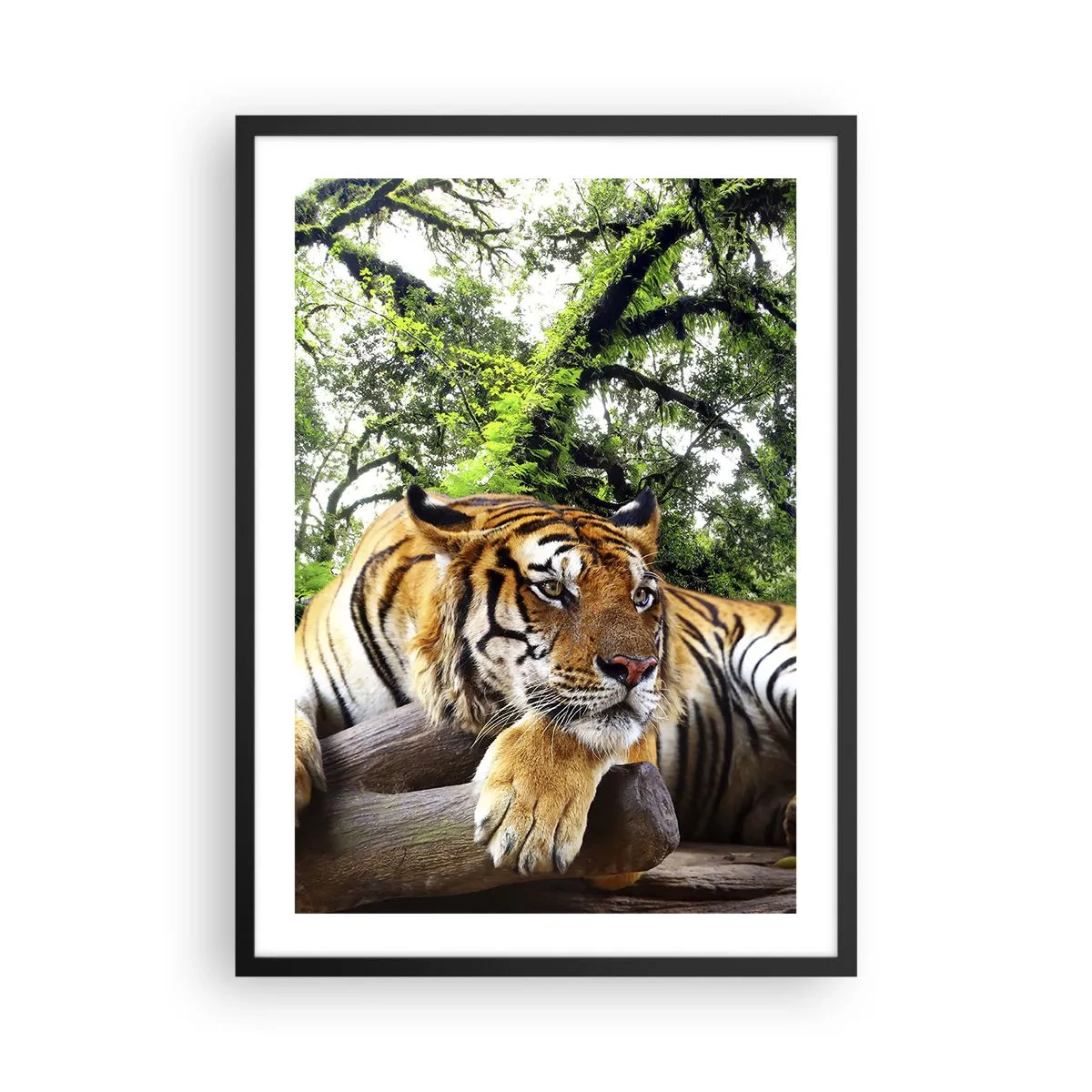 Póster en marco negro - Un tigre descansando entre los árboles verdes. - 50x70cm - Atentamente - Decoración de pared moderna para salón y dormitorio ARTTOR