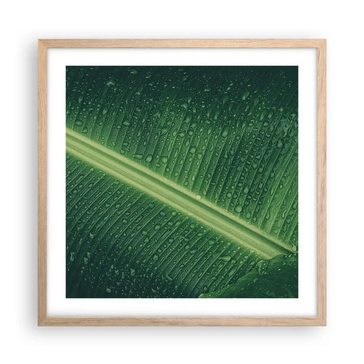 Póster en marco roble claro - Estructura del verde - 50x50 cm