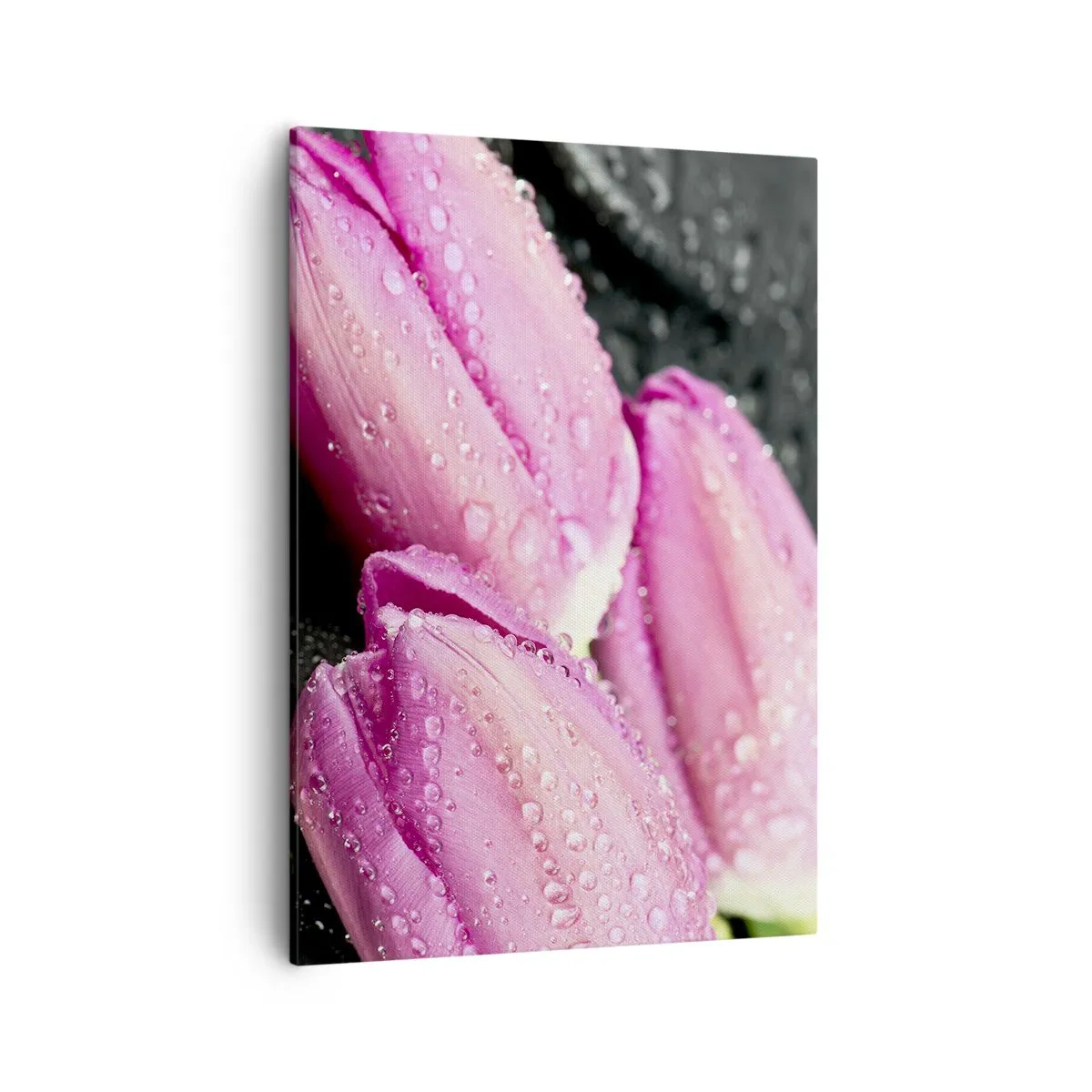 Cuadro sobre lienzo - Impresión de Imagen - Tres tulipanes rosas con gotas de agua sobre un fondo negro. - 50x70cm - Lilas sobre piedra negra - Decoración de pared moderna para salón y dormitorio ARTTOR