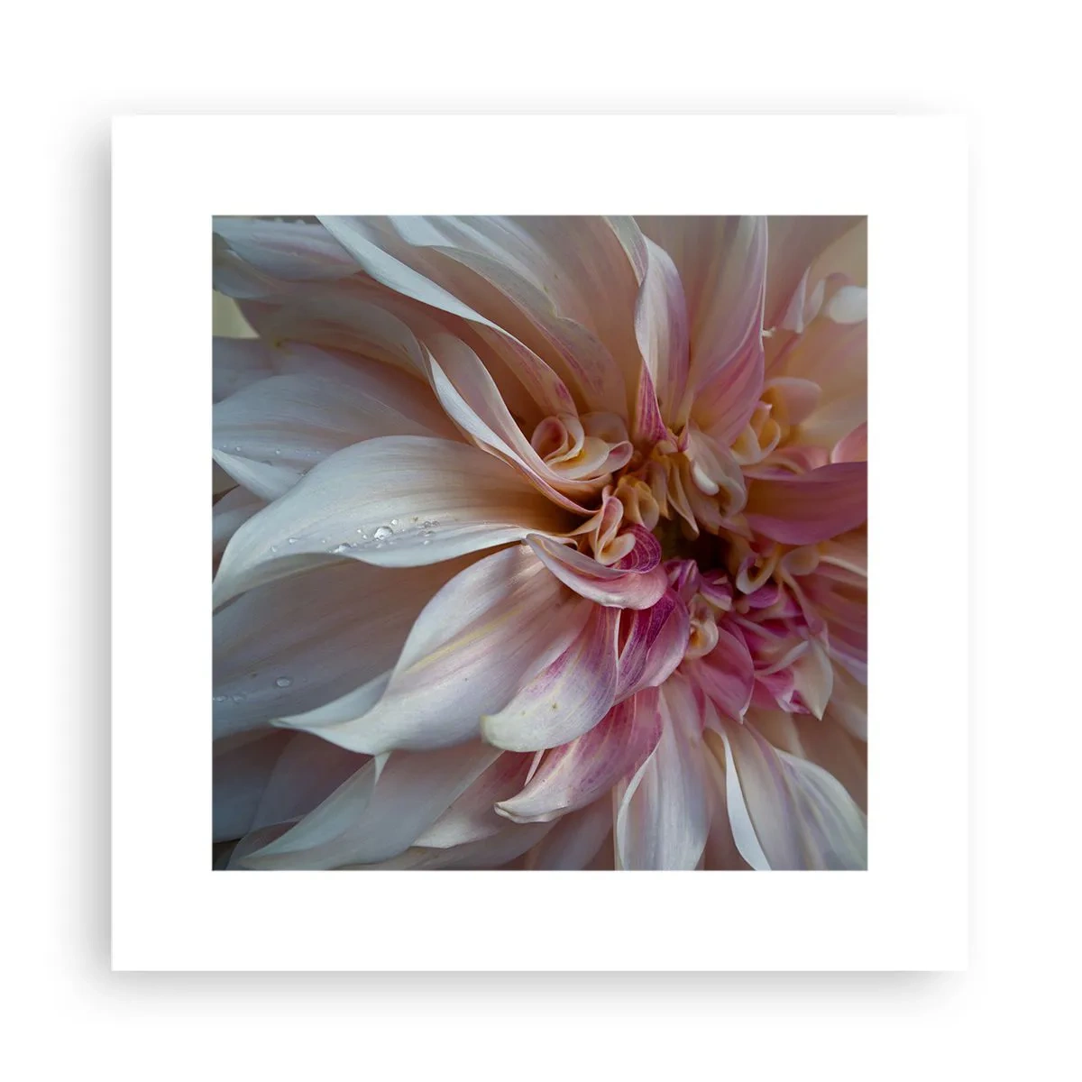 Póster - Frescura floreciente - 30x30 cm