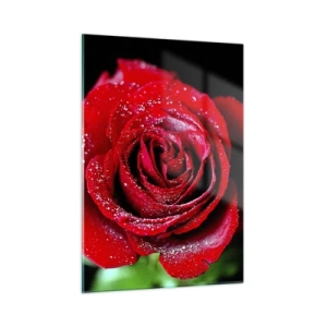 Cuadro sobre vidrio - Impresiones sobre Vidrio - Una rosa roja cubierta de gotas de rocío sobre un fondo oscuro. - 50x70cm - Eso es el amor - Decoración de pared moderna para salón y dormitorio ARTTOR