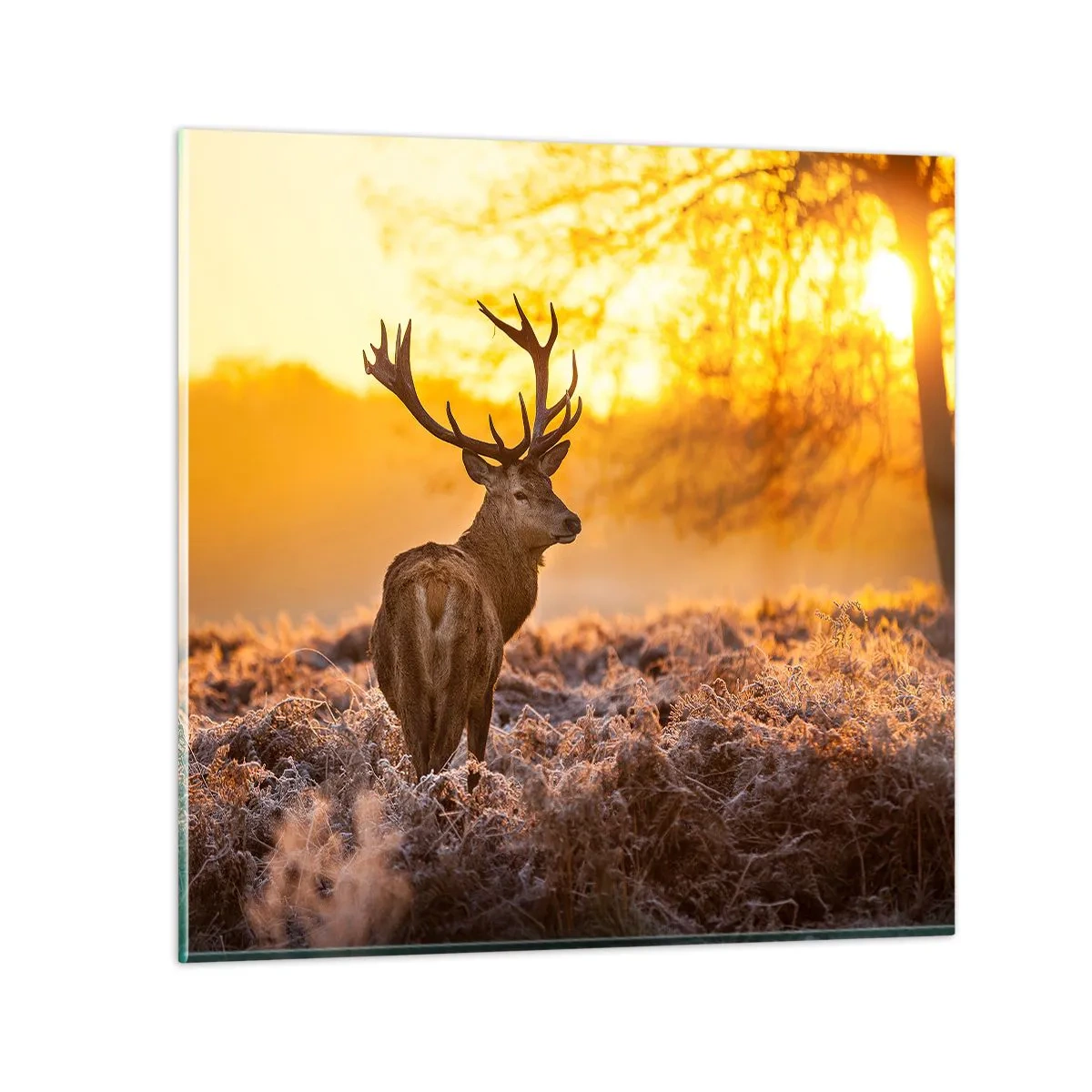 Cuadro sobre vidrio - Impresiones sobre Vidrio - Rey del bosque de otoño - 70x70 cm