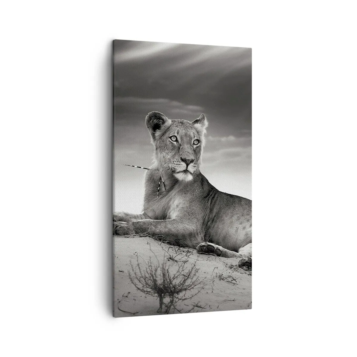 Cuadro sobre lienzo - Impresión de Imagen - Descanso de la reina del desierto - 45x80 cm