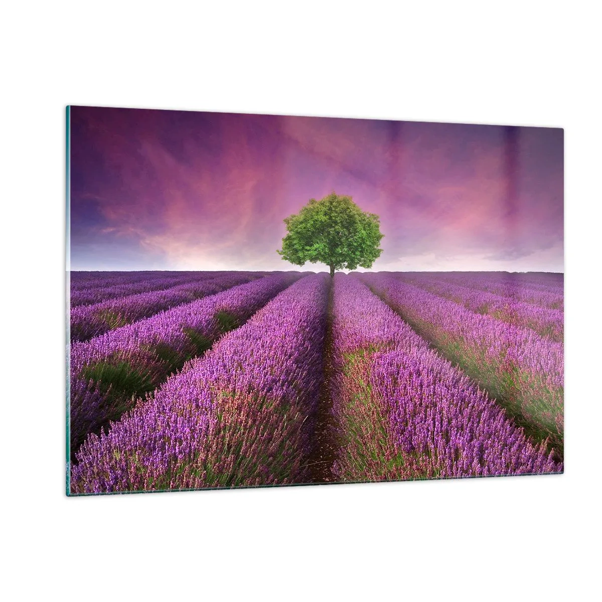 Cuadro sobre vidrio - Impresiones sobre Vidrio - Un campo de lavanda con un árbol solitario contra el cielo. - 120x80cm - En los campos de lavanda - Decoración de pared moderna para salón y dormitorio ARTTOR