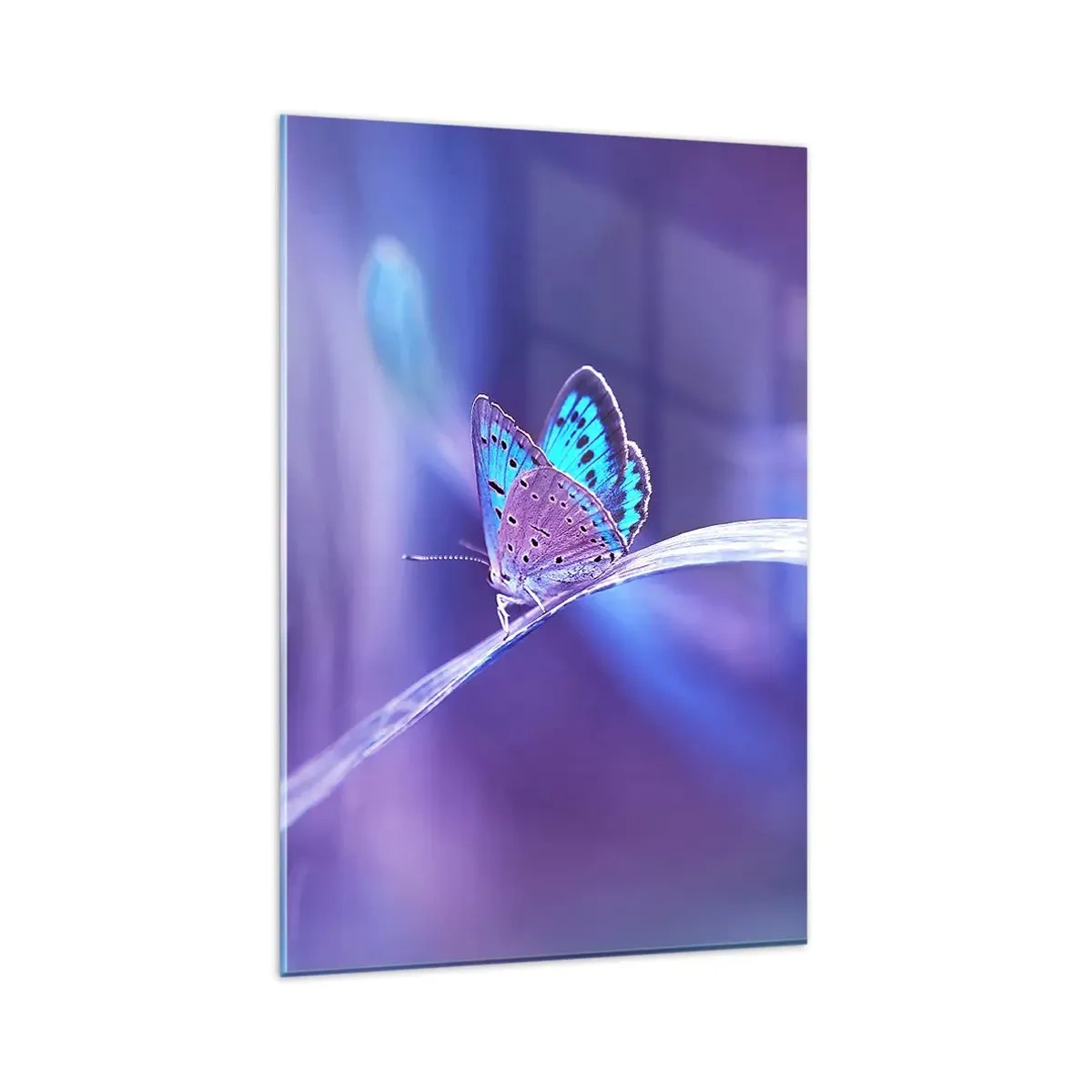Cuadro sobre vidrio - Impresiones sobre Vidrio - Una delicada mariposa azul sobre un tallo en luz violeta. - 80x120cm - Una joya de la naturaleza - Decoración de pared moderna para salón y dormitorio ARTTOR