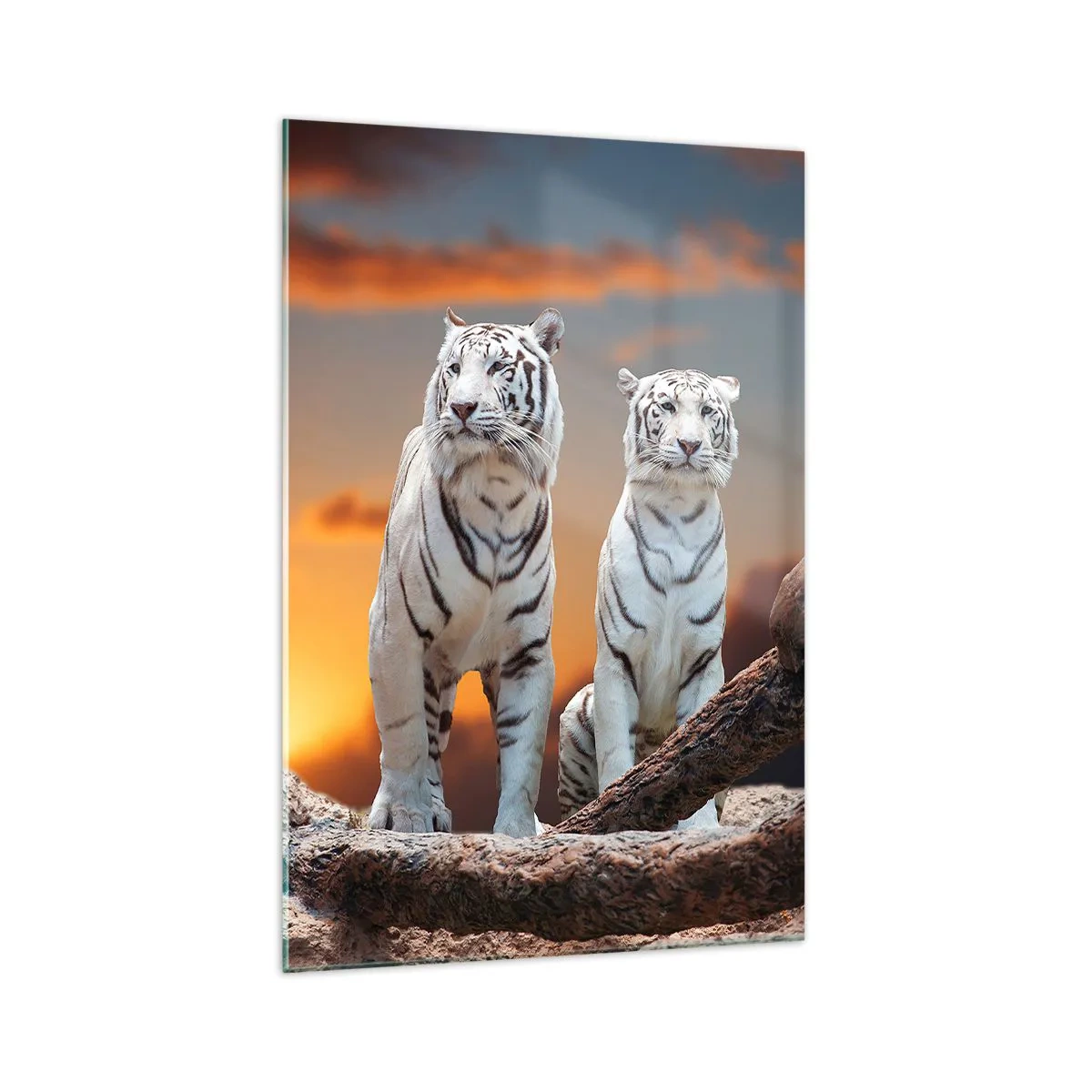 Cuadro sobre vidrio - Impresiones sobre Vidrio - Tigres blancos al atardecer con la naturaleza como telón de fondo - 70x100cm - Como en Narnia - Decoración de pared moderna para salón y dormitorio ARTTOR
