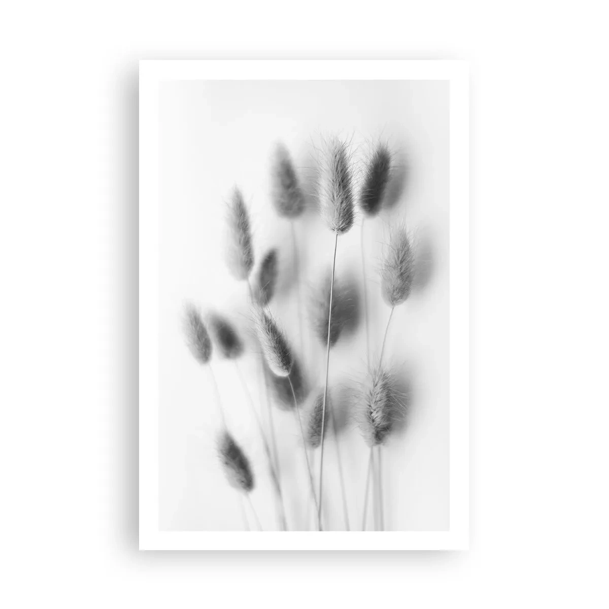 Póster - Esponjas naturales - 61x91 cm
