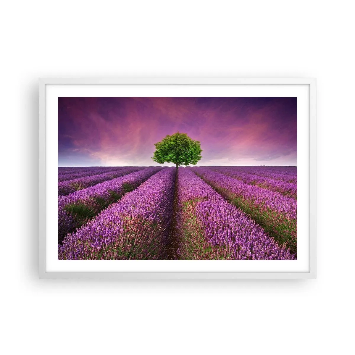 Póster en marco blanco - En los campos de lavanda - 70x50 cm