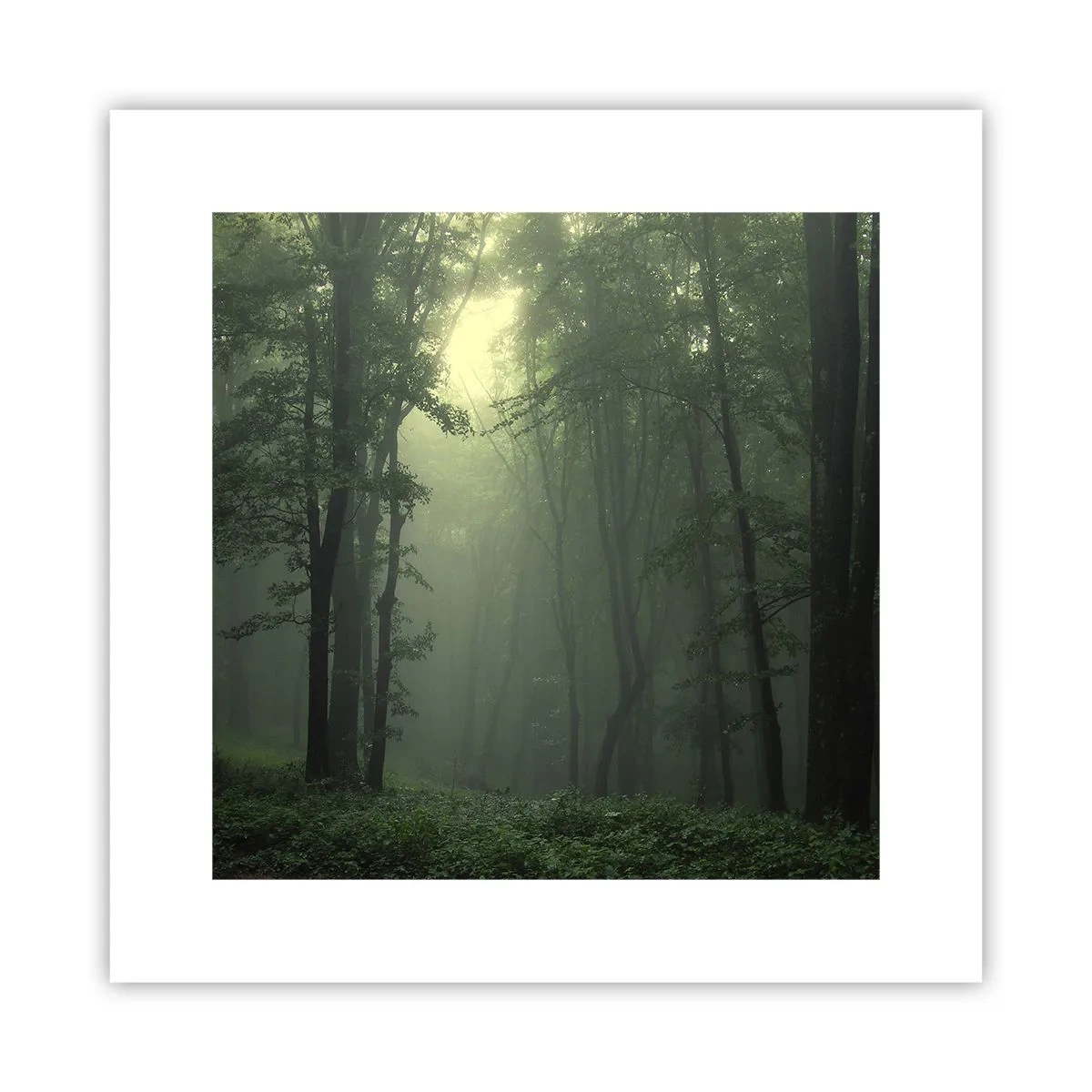Póster - Antes de que se despierte el bosque - 30x30 cm