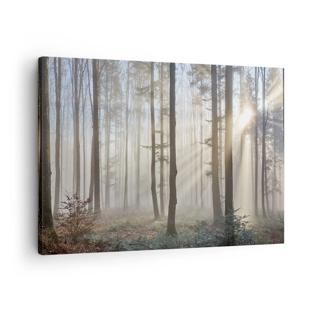 Cuadro sobre lienzo - Impresión de Imagen - Un bosque en medio de una ligera niebla con rayos de sol brillando a través de los árboles. - 70x50cm - La niebla también está despierta - Decoración de pared moderna para salón y dormitorio ARTTOR