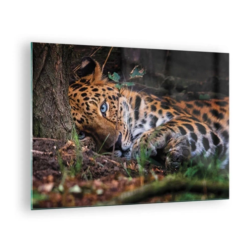 Cuadro sobre vidrio - Impresiones sobre Vidrio - Un jaguar tendido en el suelo, mirando tranquilamente a la cámara. - 70x50cm - Confía en mí - Decoración de pared moderna para salón y dormitorio ARTTOR