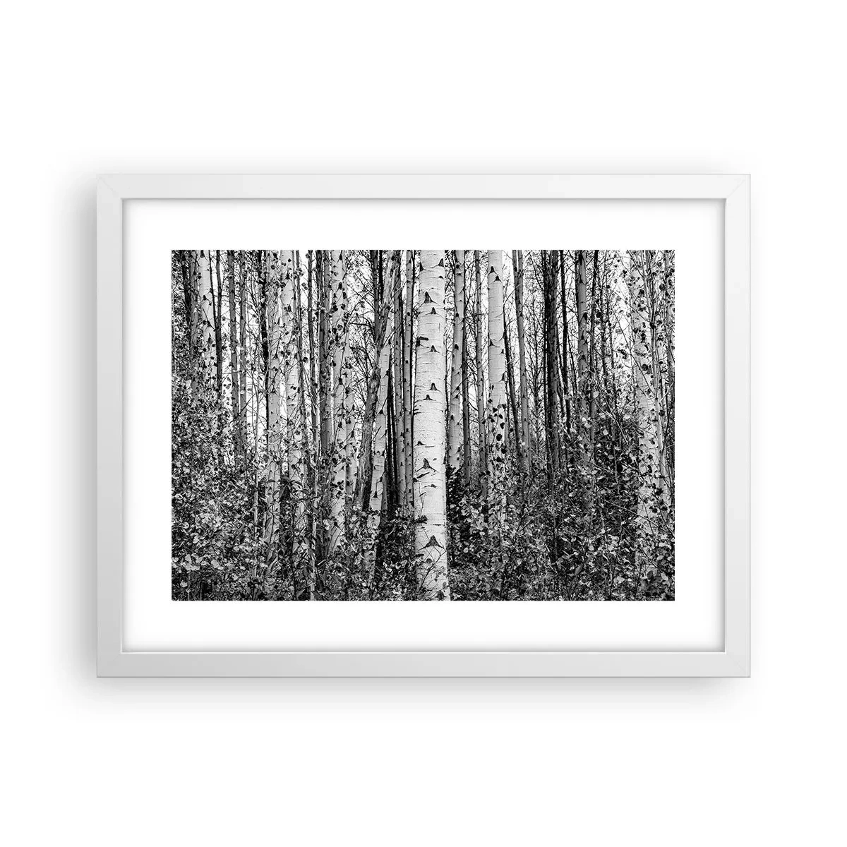 Póster en marco blanco - Columnas de abedules - 40x30 cm
