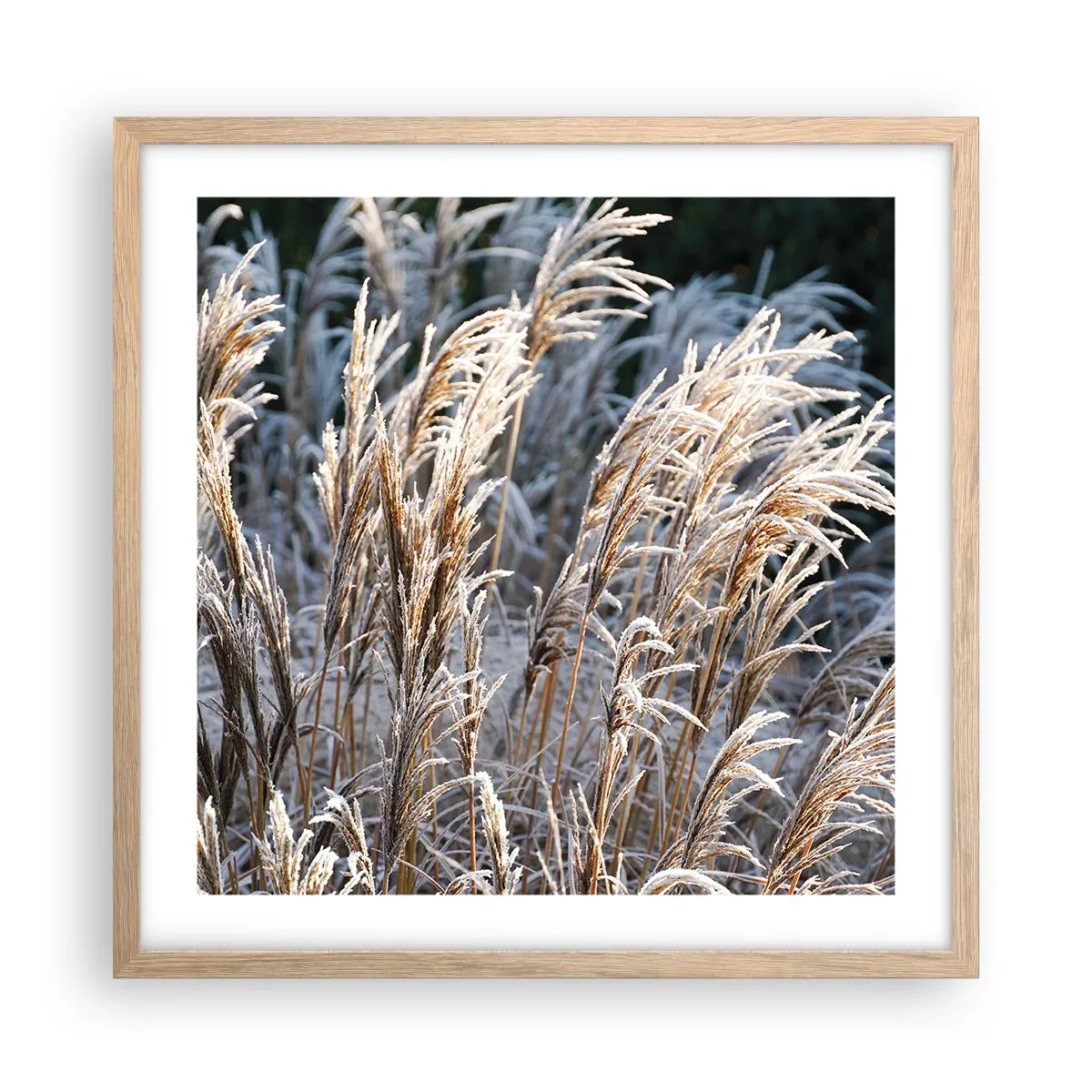 Póster en marco roble claro - Campos y campos - 50x50 cm