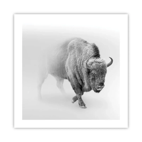 Póster - Rey de la pradera - 50x50 cm