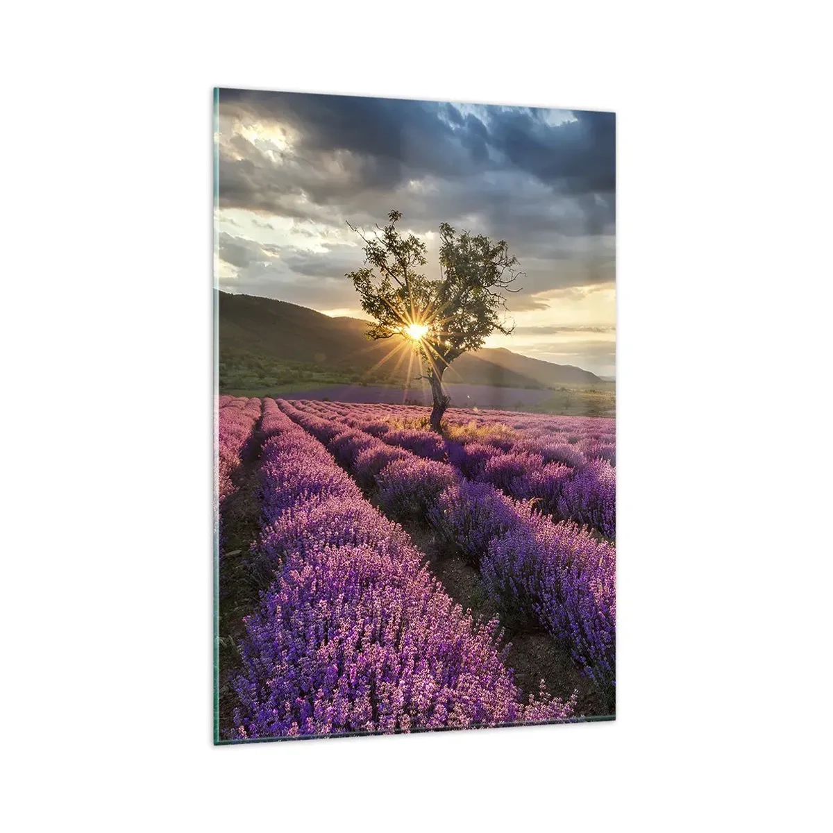 Cuadro sobre vidrio - Impresiones sobre Vidrio - Un campo de lavanda con un árbol solitario al atardecer. - 80x120cm - Aroma en lila - Decoración de pared moderna para salón y dormitorio ARTTOR