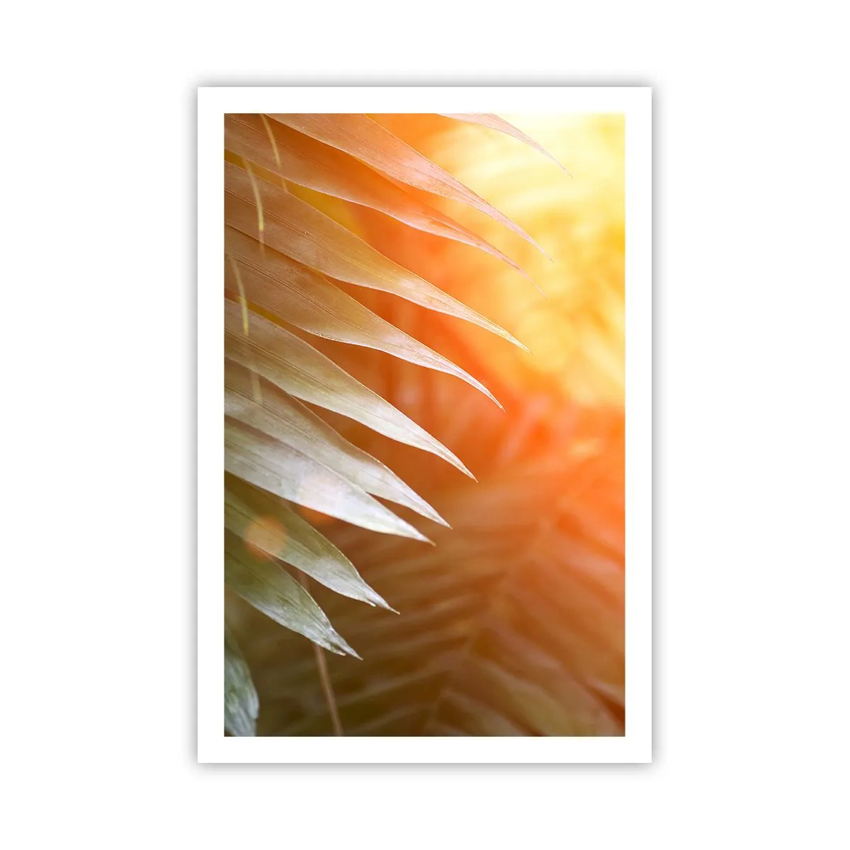 Póster - Mañana en la selva - 61x91 cm