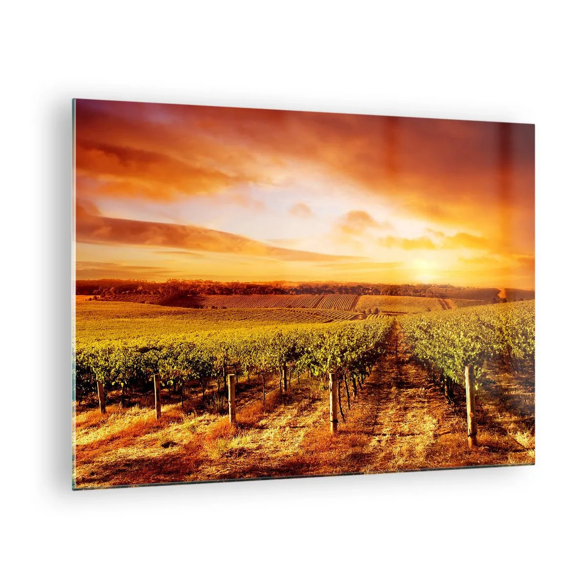 Cuadro sobre vidrio - Impresiones sobre Vidrio - Vides en un campo al atardecer - 70x50cm - Delicadamente afrutado con un toque de sol - Decoración de pared moderna para salón y dormitorio ARTTOR