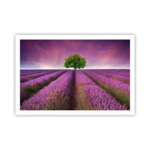 Póster - En los campos de lavanda - 91x61 cm