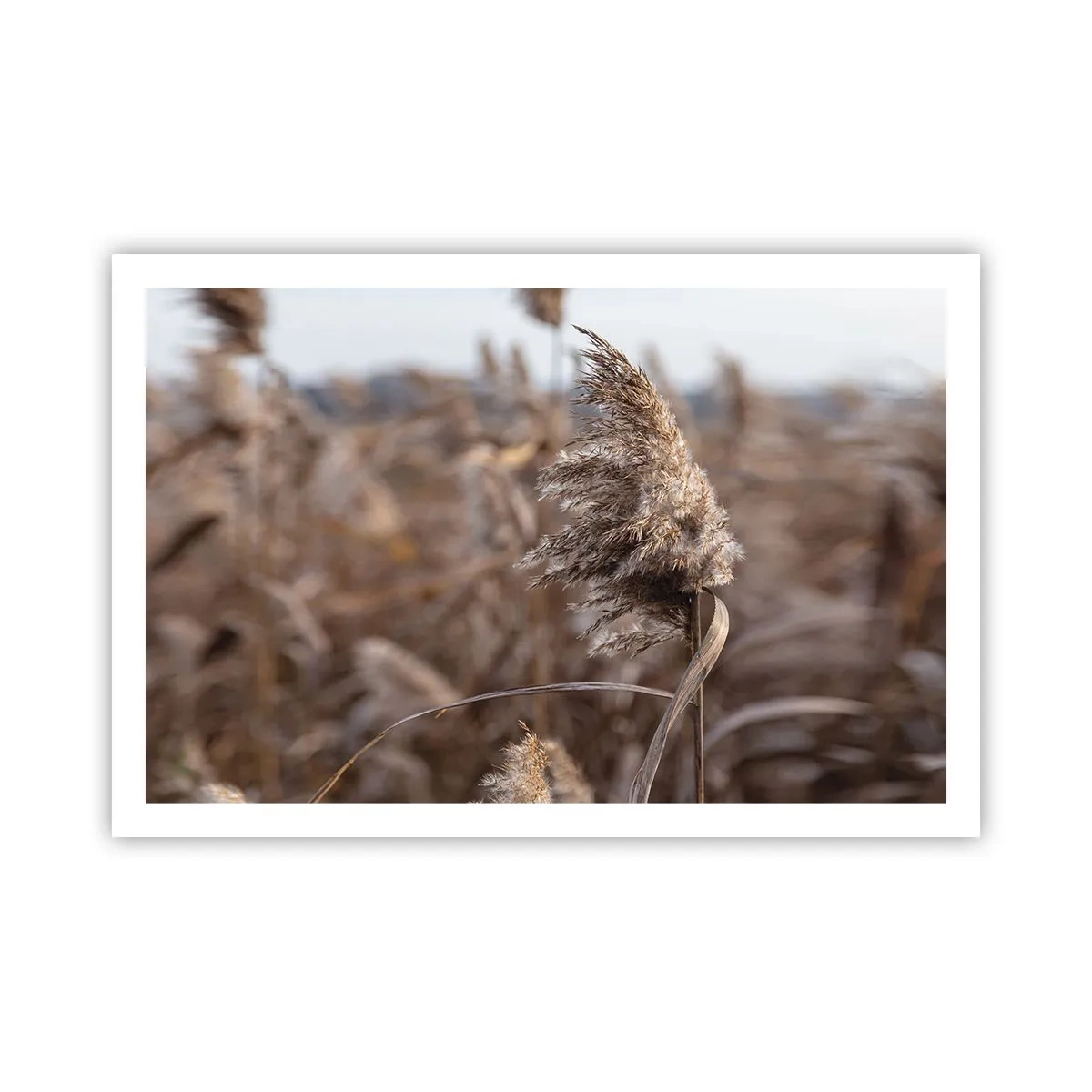 Póster - Es hora de volar con el viento - 91x61 cm