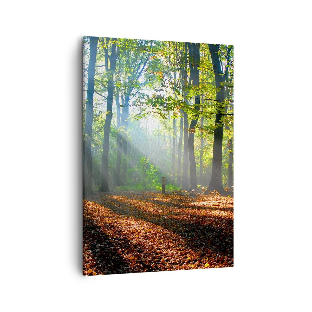 Cuadro sobre lienzo - Impresión de Imagen - Un claro del bosque iluminado por los rayos del sol. - 50x70cm - Resplandores y sombras - Decoración de pared moderna para salón y dormitorio ARTTOR