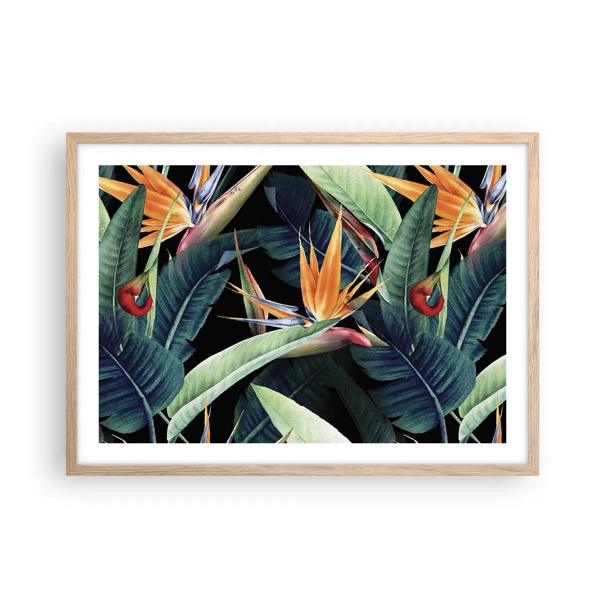 Póster en marco roble claro - Flores de llamas de los trópicos - 70x50 cm