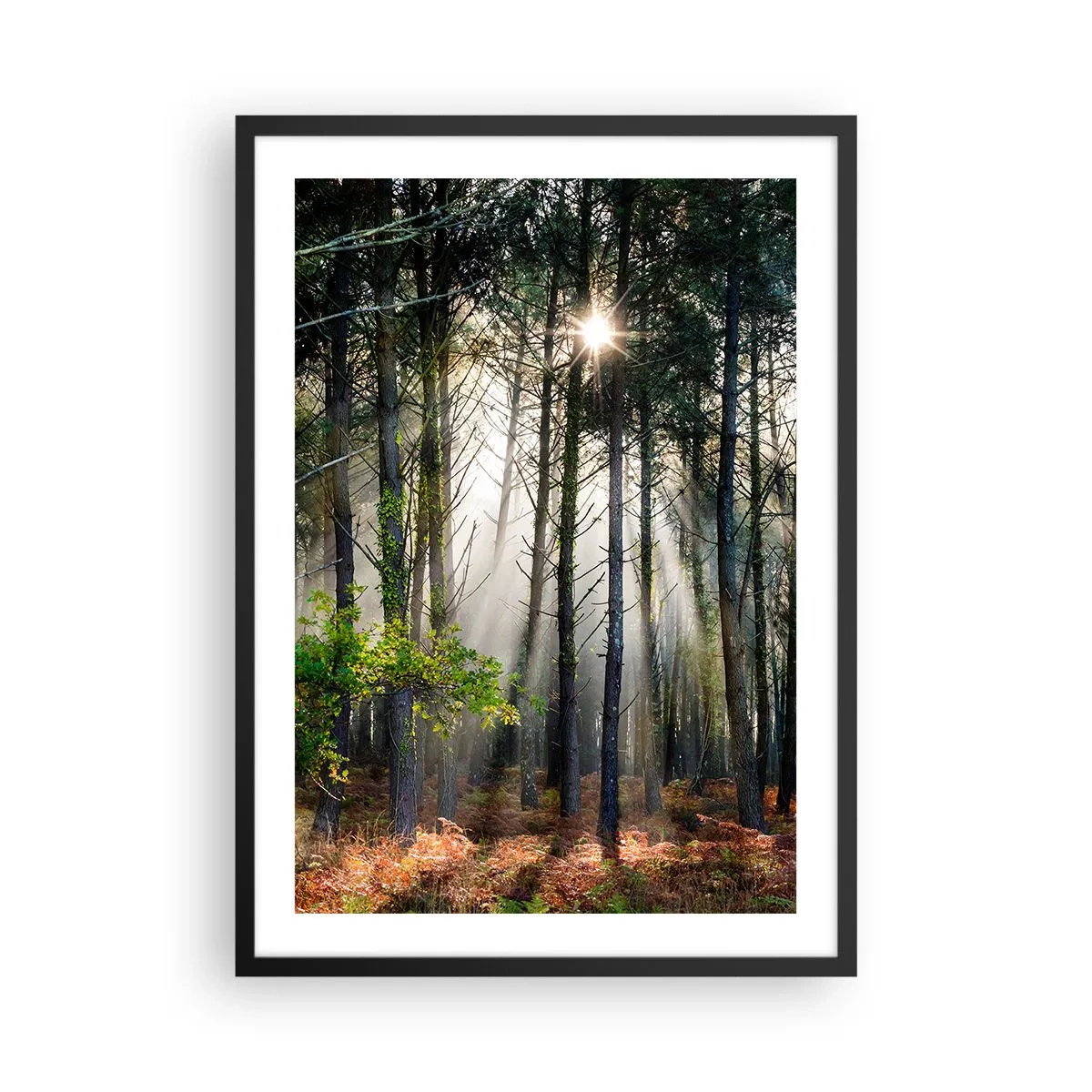 Póster en marco negro - Rayos mágicos de sol en el paisaje forestal. - 50x70cm - La belleza del bosque - Decoración de pared moderna para salón y dormitorio ARTTOR