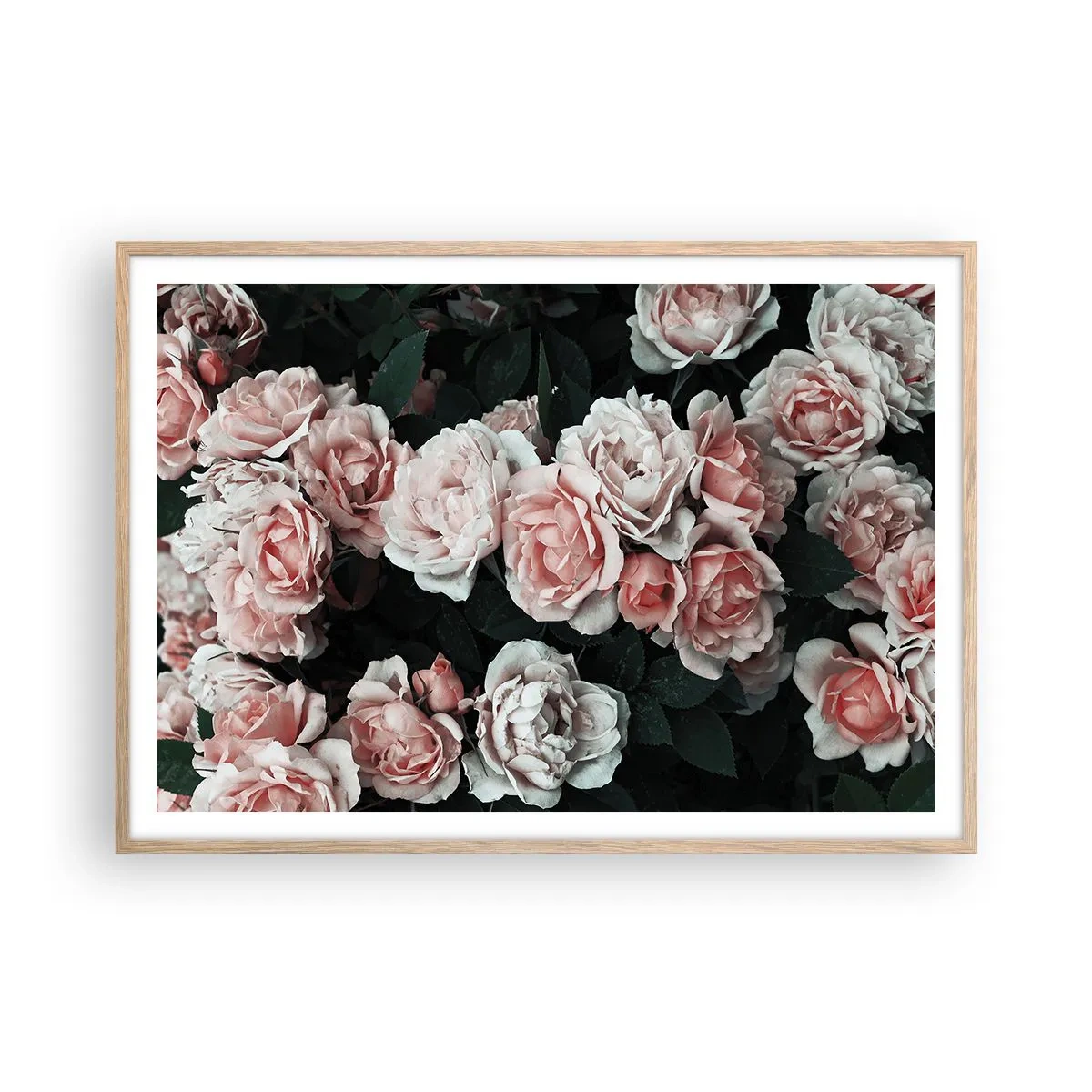 Póster en marco roble claro - Conjunto de rosas - 100x70 cm