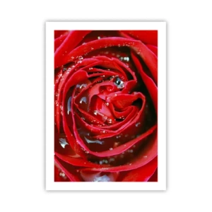Póster - Primer plano de una rosa roja con gotas de agua. - 50x70cm - En gotas de rocío - Decoración de pared moderna para salón y dormitorio ARTTOR