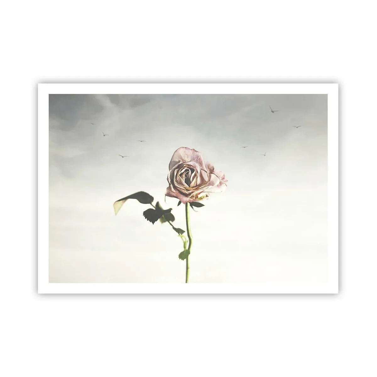 Póster - Una delicada rosa contra un cielo brillante con pájaros volando. - 100x70cm - Bienvenida a la primavera - Decoración de pared moderna para salón y dormitorio ARTTOR