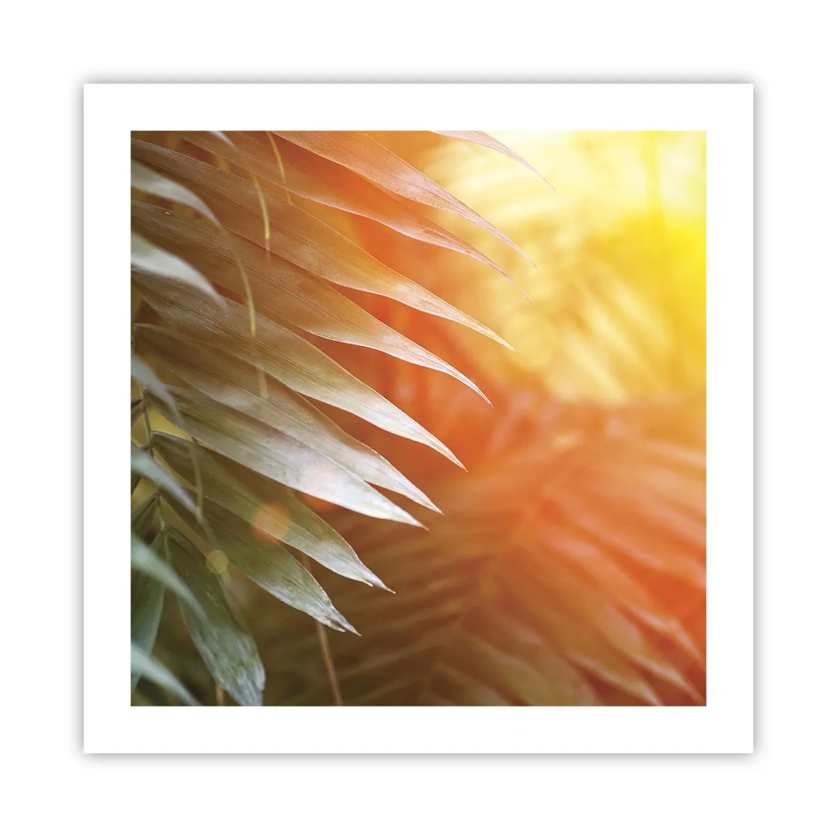 Póster - Mañana en la selva - 50x50 cm