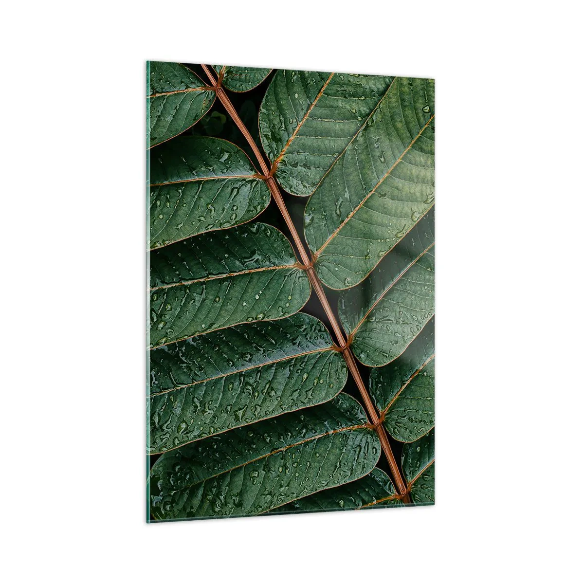 Cuadro sobre vidrio - Impresiones sobre Vidrio - Primer plano de hojas verdes con gotas de agua. - 50x70cm - En un ritmo verde - Decoración de pared moderna para salón y dormitorio ARTTOR