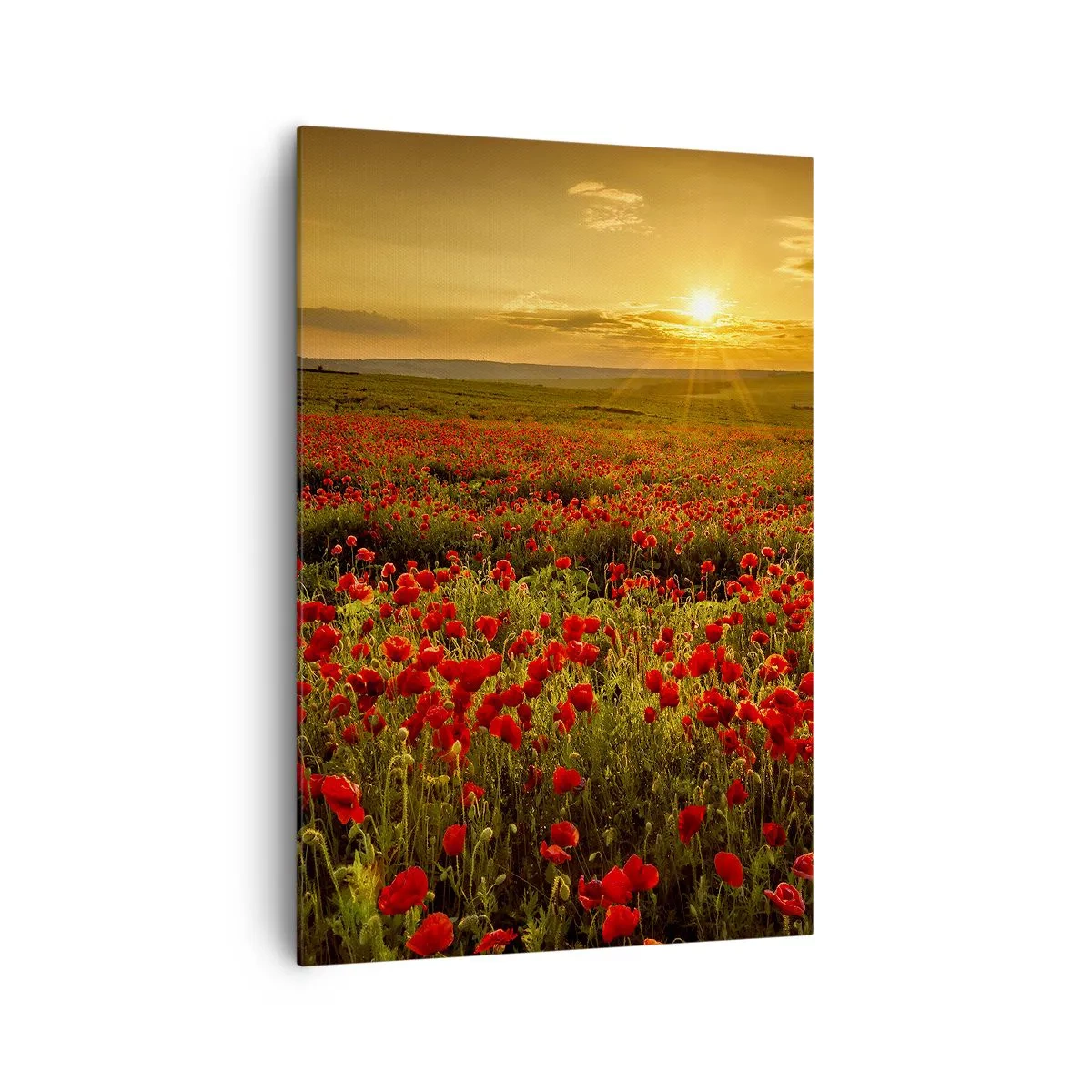 Cuadro sobre lienzo - Impresión de Imagen - Un campo de amapolas rojas bajo el resplandor del sol poniente. - 70x100cm - Entre los campos de flores - Decoración de pared moderna para salón y dormitorio ARTTOR