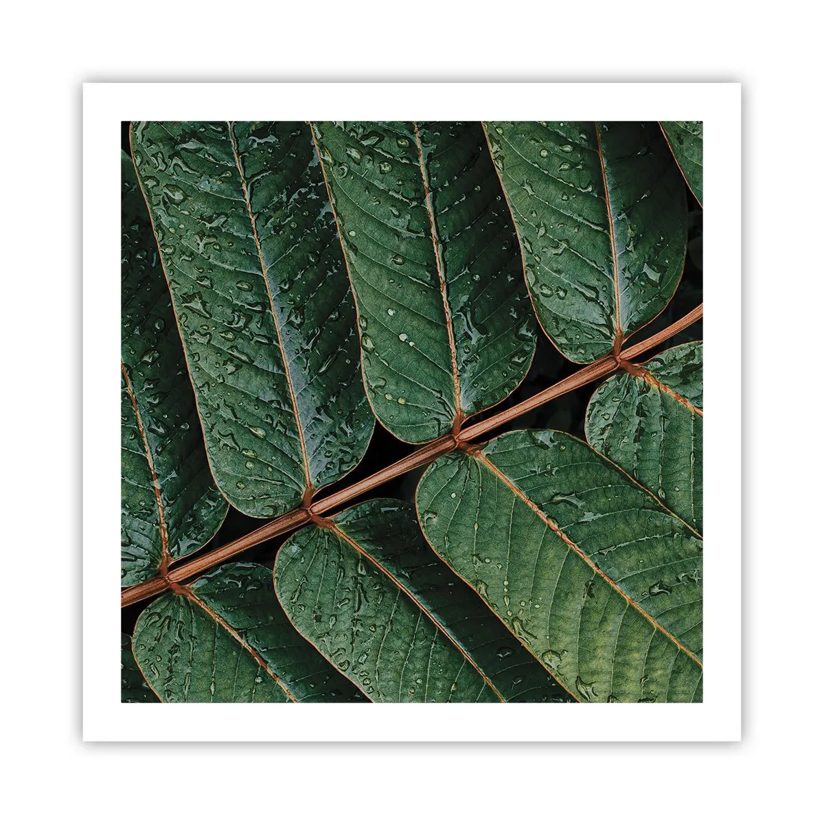 Póster - En un ritmo verde - 60x60 cm