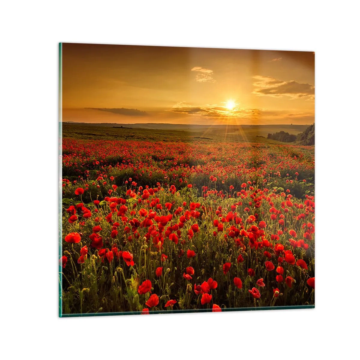 Cuadro sobre vidrio - Impresiones sobre Vidrio - Entre los campos de flores - 50x50 cm