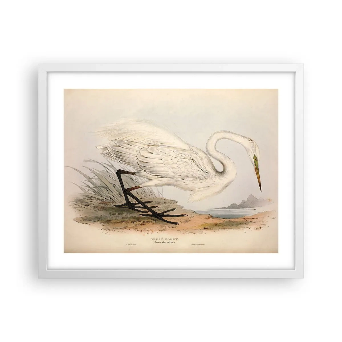 Póster en marco blanco - Dama de los juncos - 50x40 cm