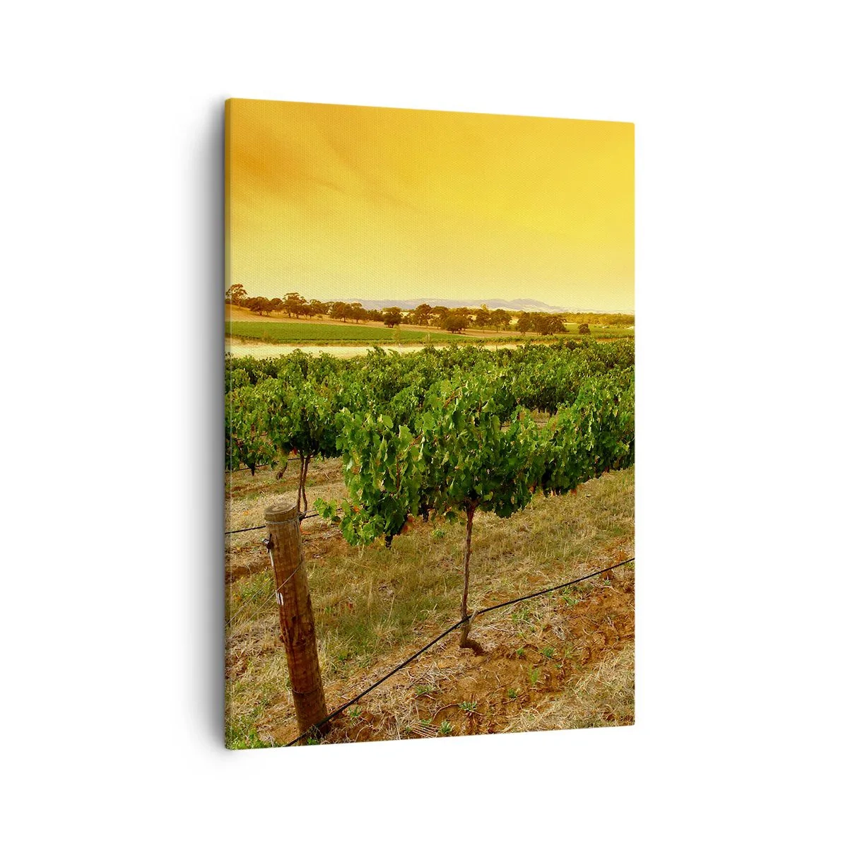 Cuadro sobre lienzo - Impresión de Imagen - Vides en una plantación al atardecer dorado - 50x70cm - Un trago del sol - Decoración de pared moderna para salón y dormitorio ARTTOR
