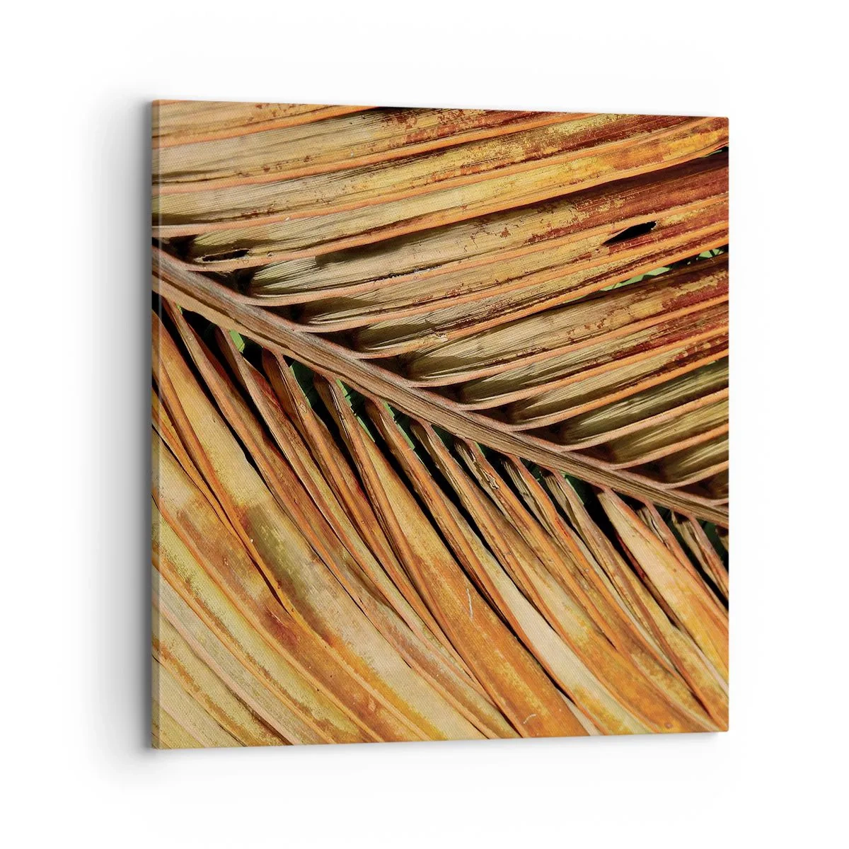 Cuadro sobre lienzo - Impresión de Imagen - Oro de coco - 70x70 cm