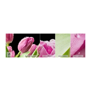 Muestra de fotomural Premium Canvas - Un sueño de lilas en el rocío - flores, tulipanes, Ramo de flores - 100x30 cm