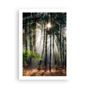 Póster - Rayos mágicos de sol en el paisaje forestal. - 50x70cm - La belleza del bosque - Decoración de pared moderna para salón y dormitorio ARTTOR