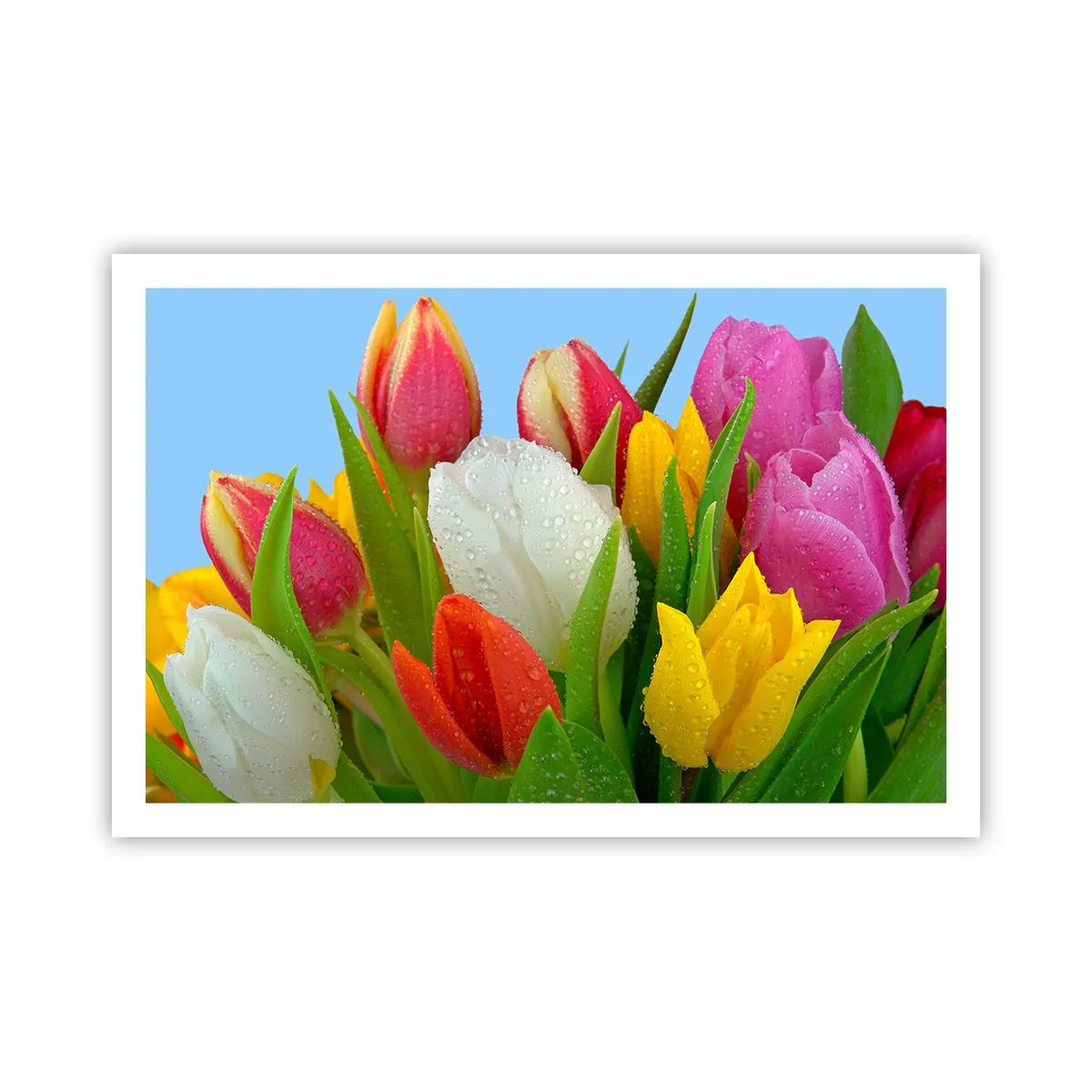 Póster - Arco iris floral en gotas de rocío - 91x61 cm