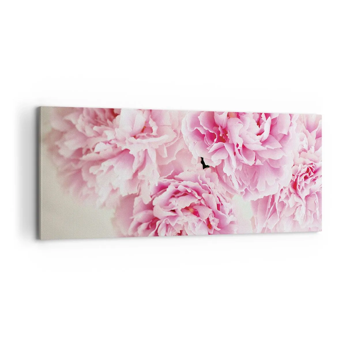 Cuadro sobre lienzo - Impresión de Imagen - En el esplendor del rosa - 100x40 cm