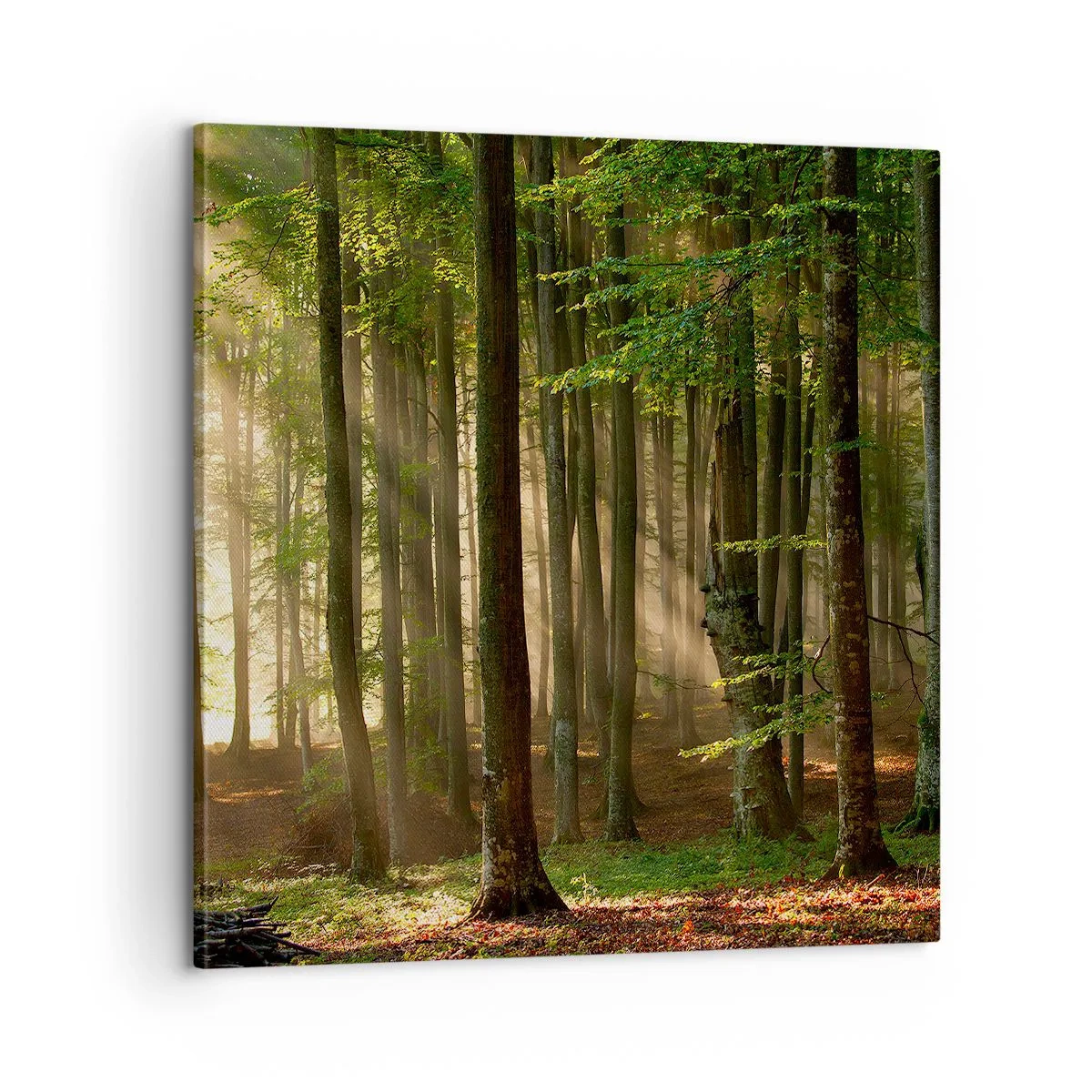 Cuadro sobre lienzo - Impresión de Imagen - Radiante en una mañana de primavera - 60x60 cm