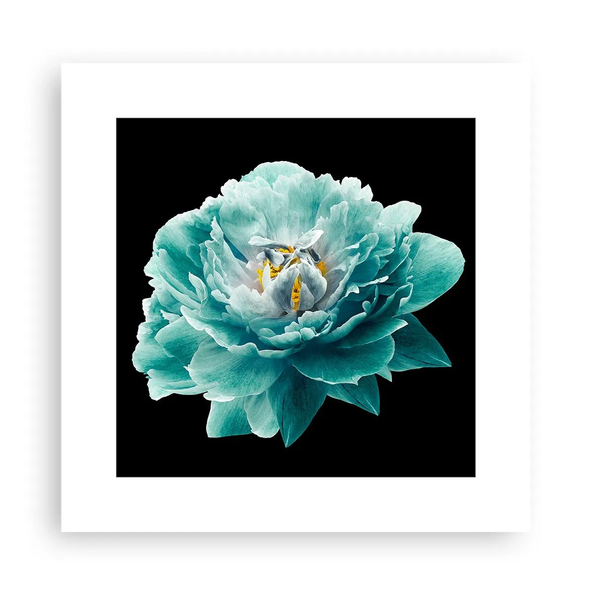 Póster - Pétalos azules y dorados - 30x30 cm