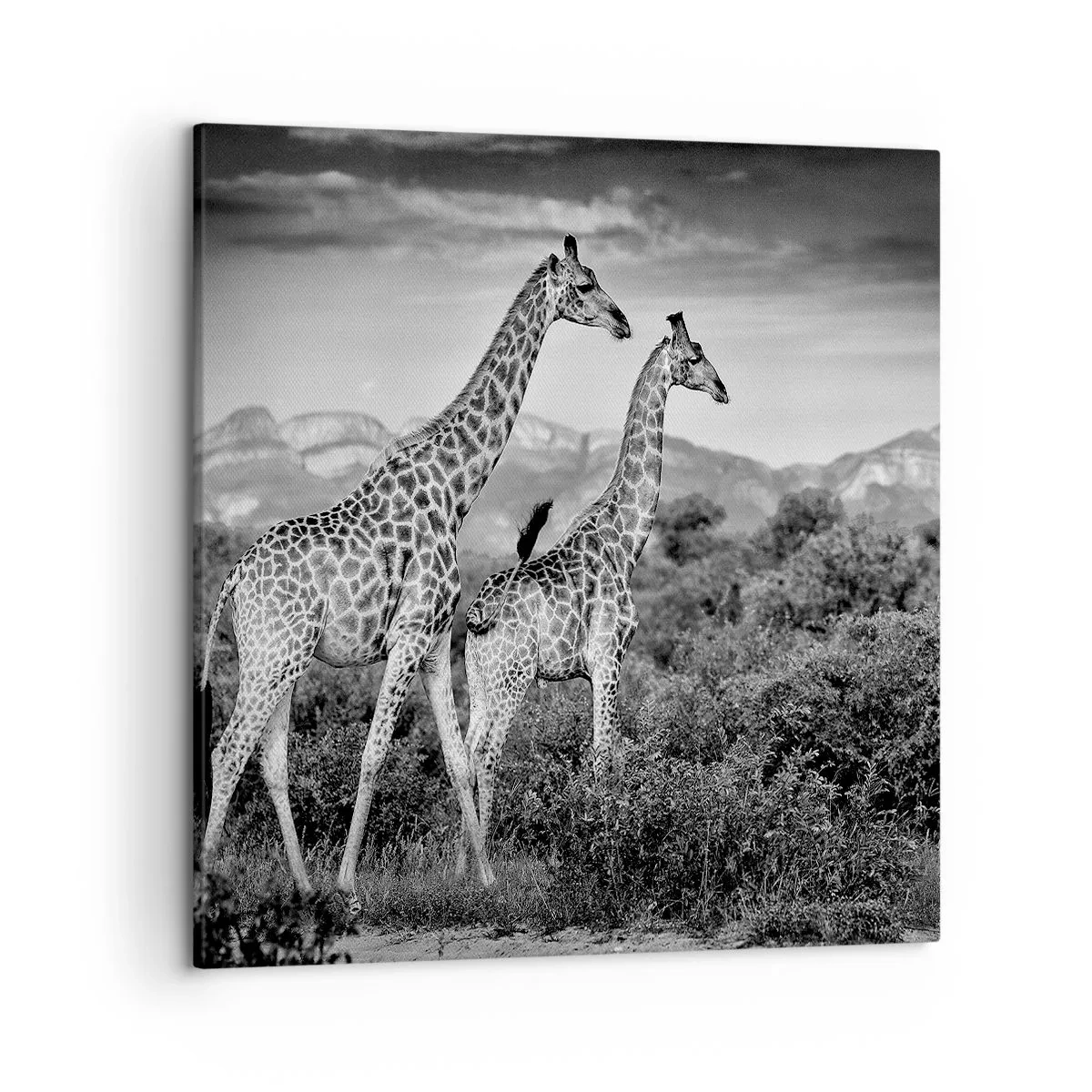 Cuadro sobre lienzo - Impresión de Imagen - La clase alta de África - 50x50 cm