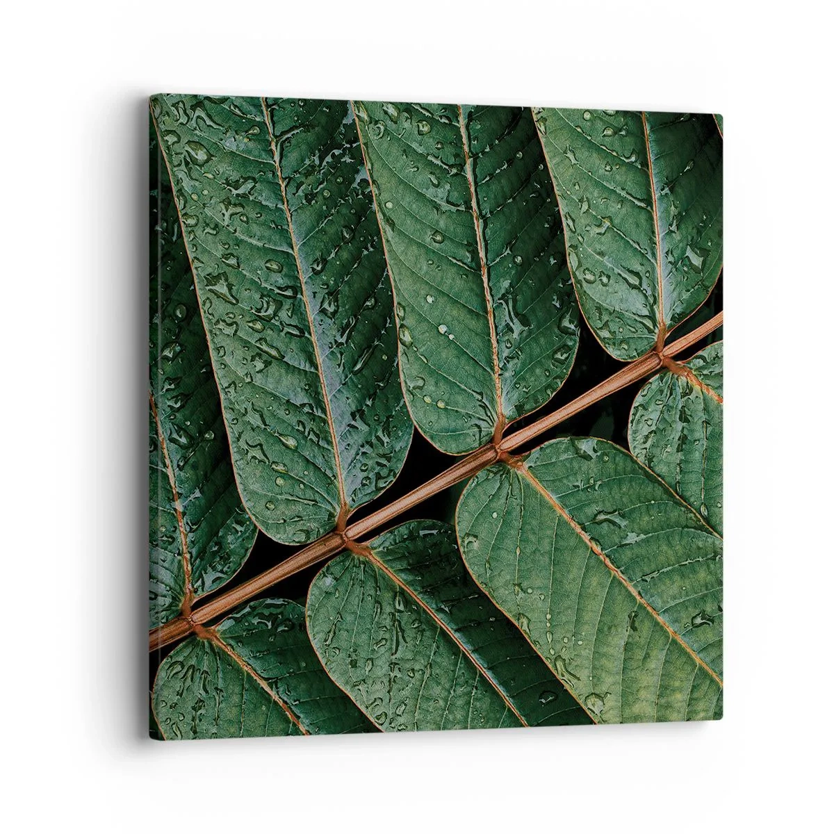 Cuadro sobre lienzo - Impresión de Imagen - En un ritmo verde - 40x40 cm