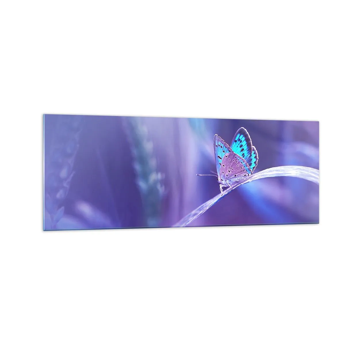 Cuadro sobre vidrio - Impresiones sobre Vidrio - Una delicada mariposa azul sobre un tallo en luz violeta. - 140x50cm - Una joya de la naturaleza - Decoración de pared moderna para salón y dormitorio ARTTOR